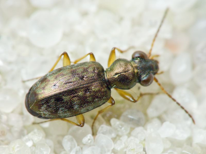 Asaphidion flavipes (Linnaeus, 1761)